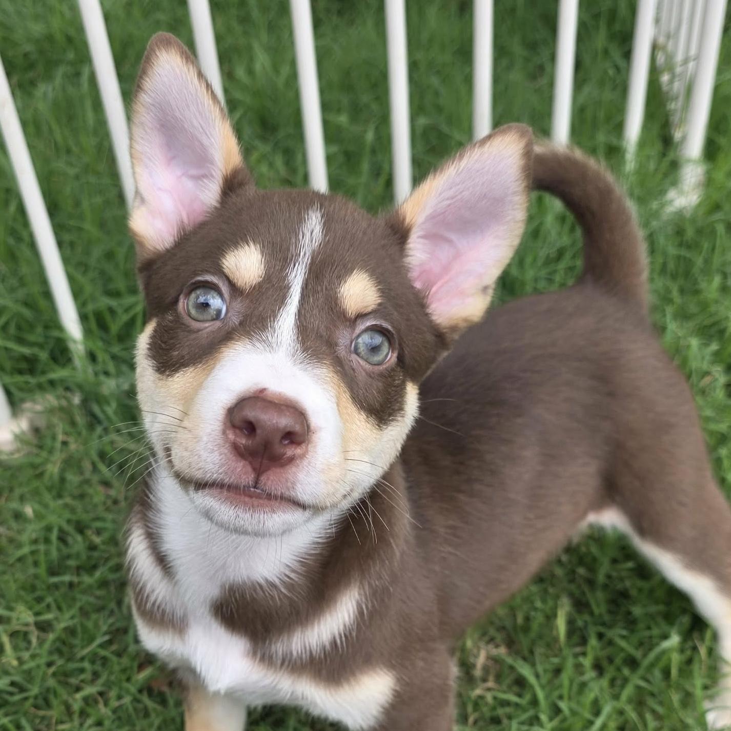 Enlarge Wyatt, a ADOPTABLE mixed breed in Houston, TX image 1/5