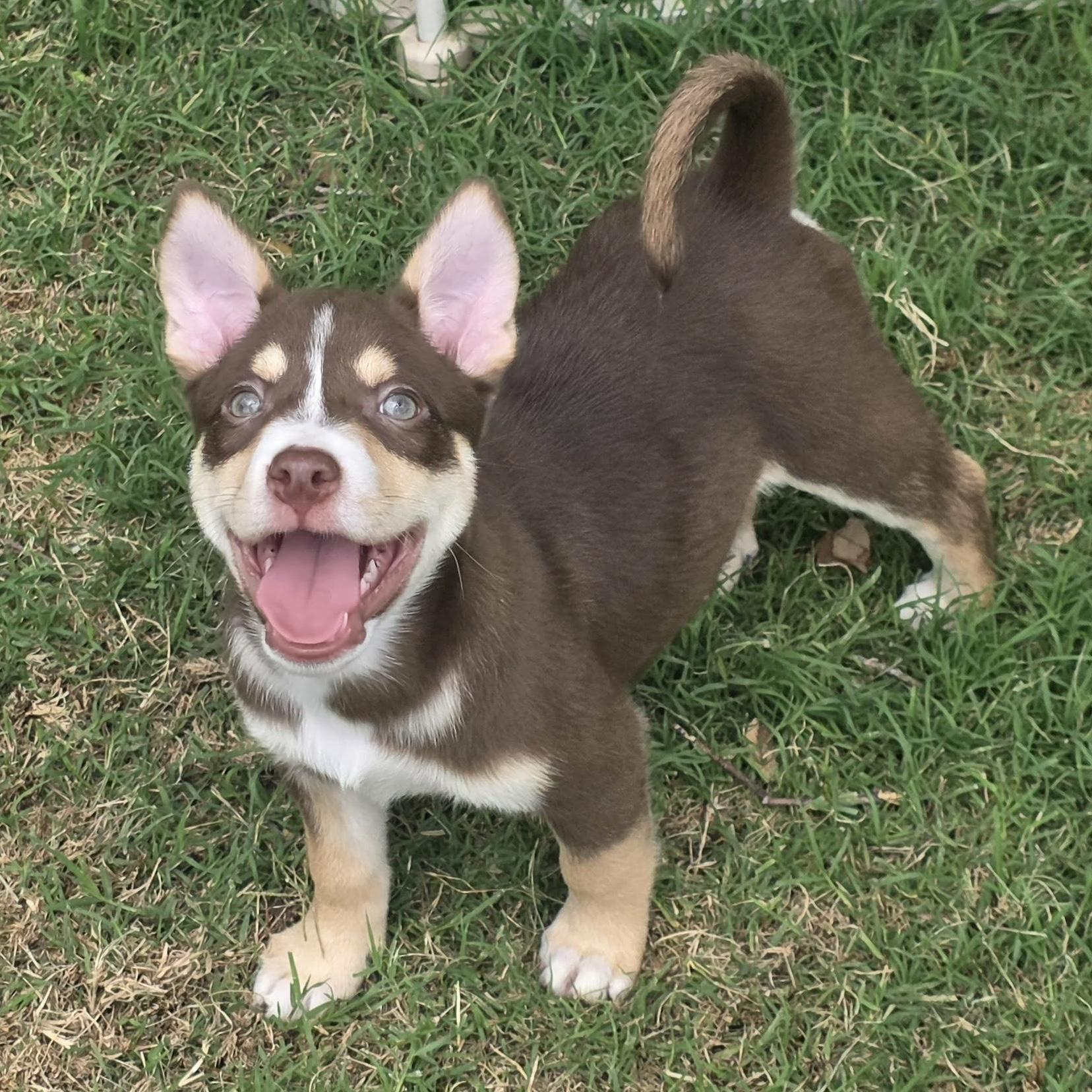 Enlarge Wyatt, a ADOPTABLE mixed breed in Houston, TX image 2/5
