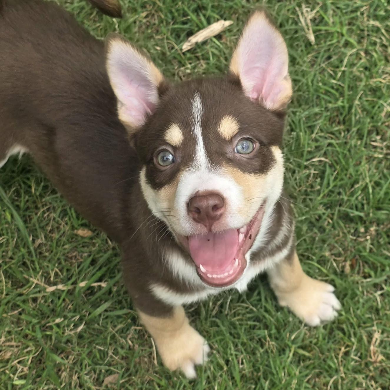 Enlarge Wyatt, a ADOPTABLE mixed breed in Houston, TX image 4/5