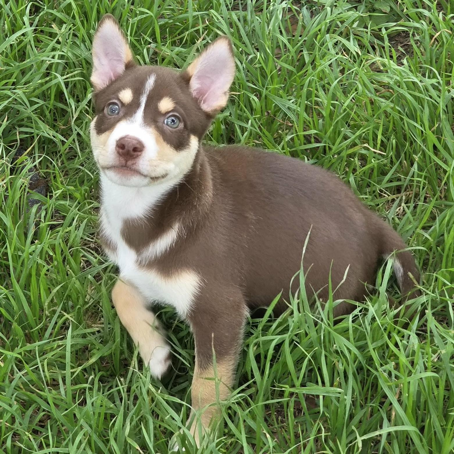 Enlarge Wyatt, a ADOPTABLE mixed breed in Houston, TX image 5/5