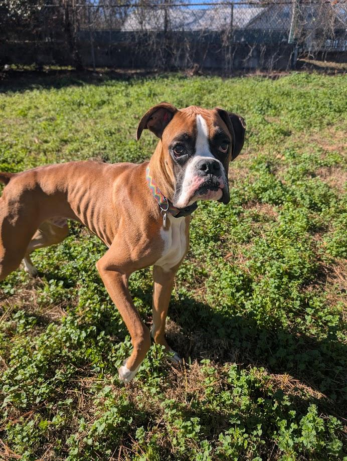 Jasper, an adopted Boxer in Amory, MS image 4/4