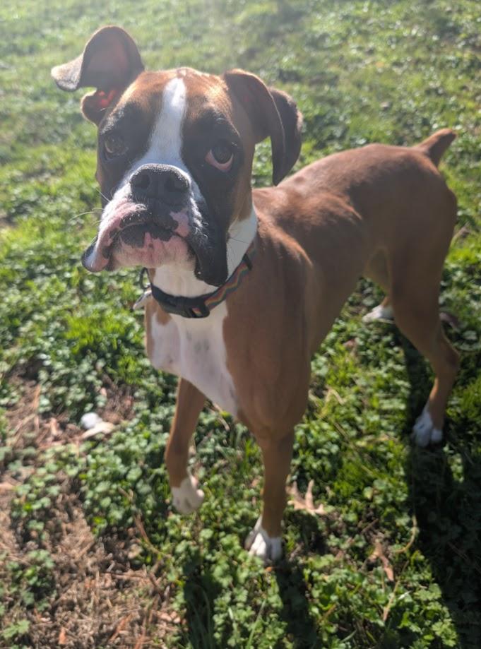 Jasper, an adopted Boxer in Amory, MS image 1/4