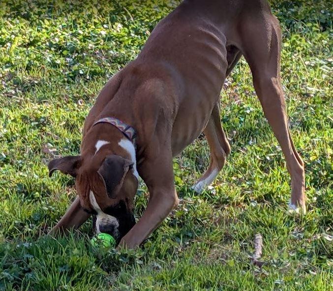 Jasper, an adopted Boxer in Amory, MS image 2/4