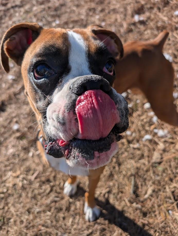 Jasper, an adopted Boxer in Amory, MS image 3/4