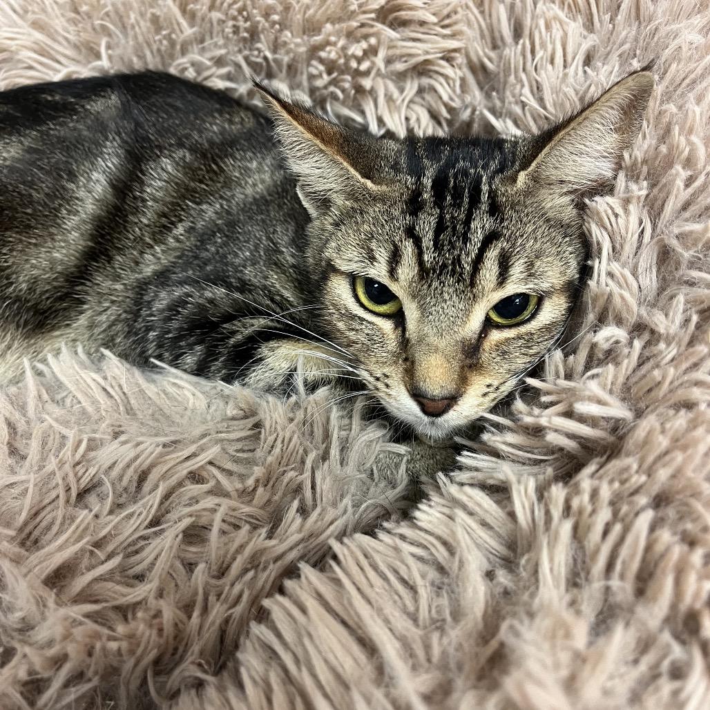 Bell Pepper, Adoptable, Adult Female Domestic Short Hair.