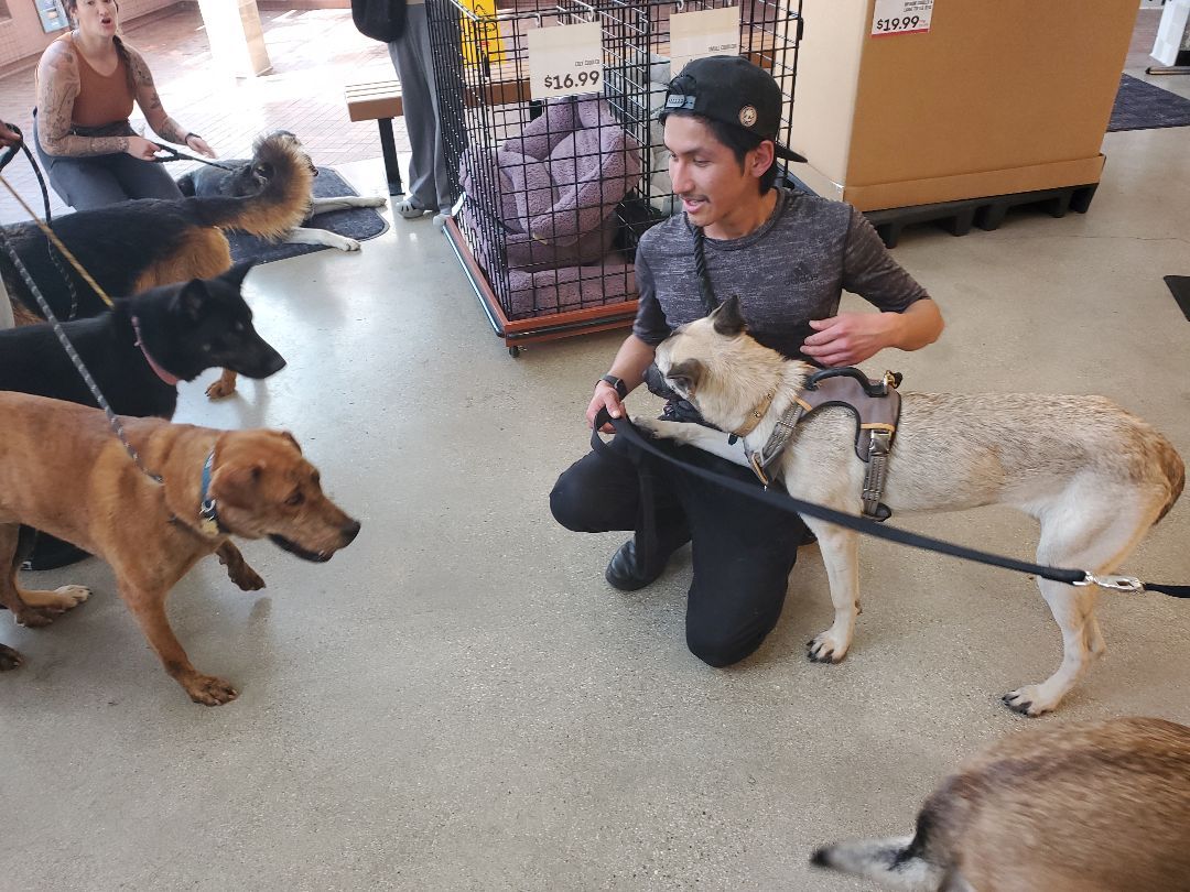 Sir Darwin at your service, Adoptable, Young Male Labrador Retriever & Dutch Shepherd.