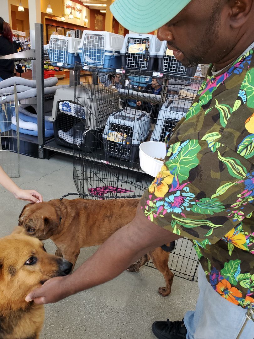 Sir Darwin at your service, a Adoptable mixed breed in Manhattan Beach, CA image 4/12