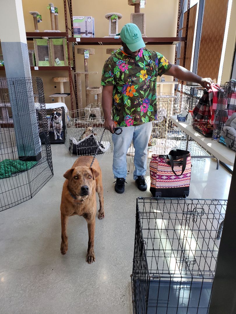 Sir Darwin at your service, a Adoptable mixed breed in Manhattan Beach, CA image 5/12