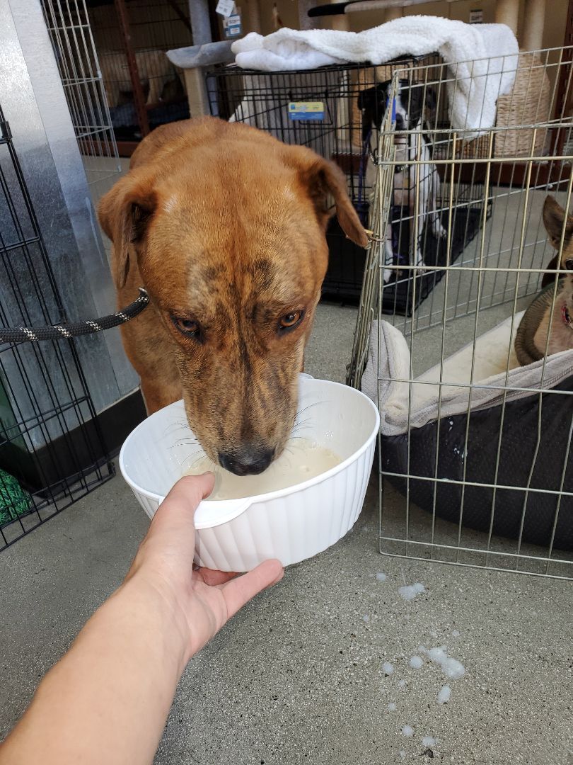 Sir Darwin at your service, a Adoptable mixed breed in Manhattan Beach, CA image 6/12