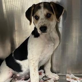 Archer, Adoptable, Puppy Male Mixed Breed.