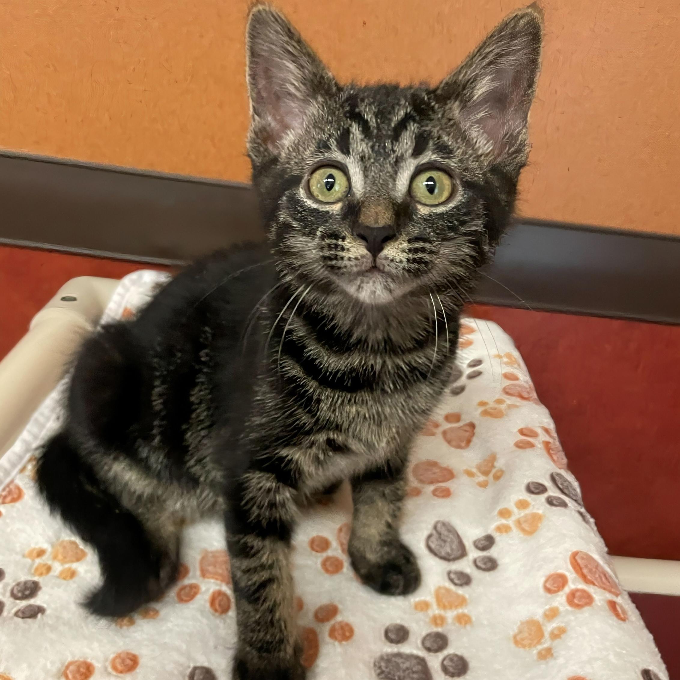 Fergus, an adopted Domestic Short Hair in Rochester, MN image 1/2