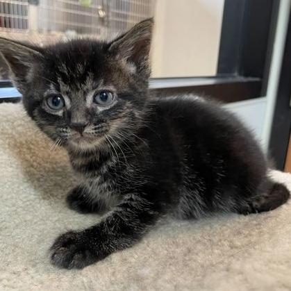 Fergus, an adopted Domestic Short Hair in Rochester, MN image 2/2