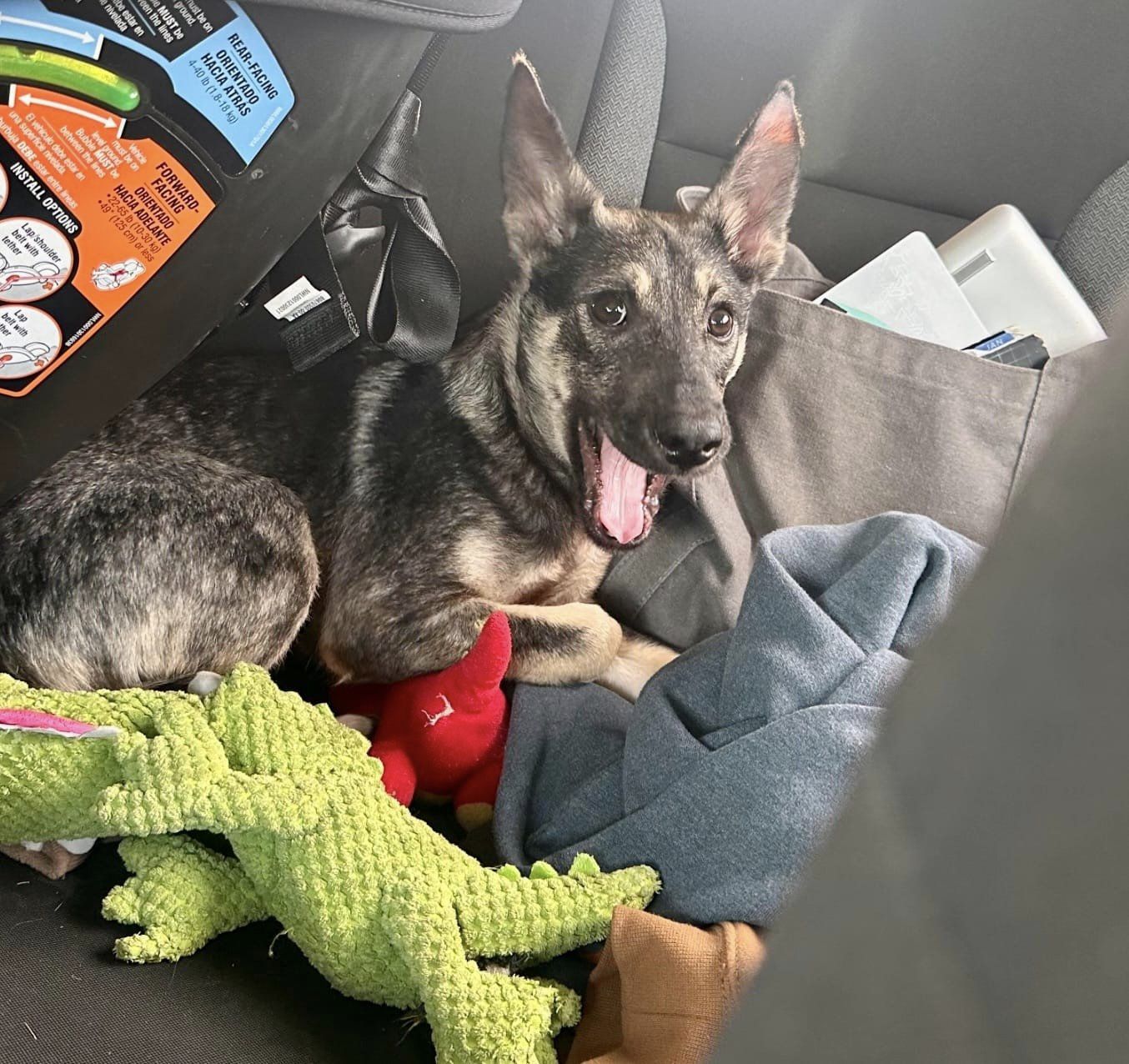 Dog for adoption Mia, a Shepherd Mix in Darlington, MD Petfinder