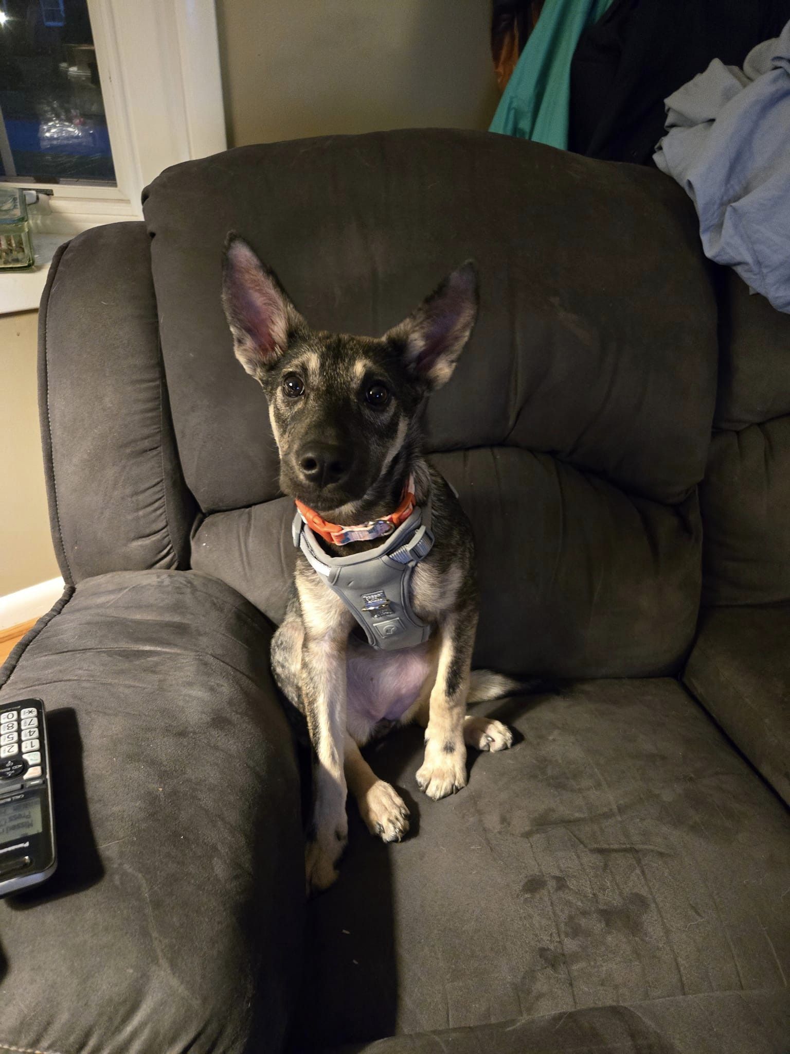 Dog for adoption Mia, a Shepherd Mix in Darlington, MD Petfinder