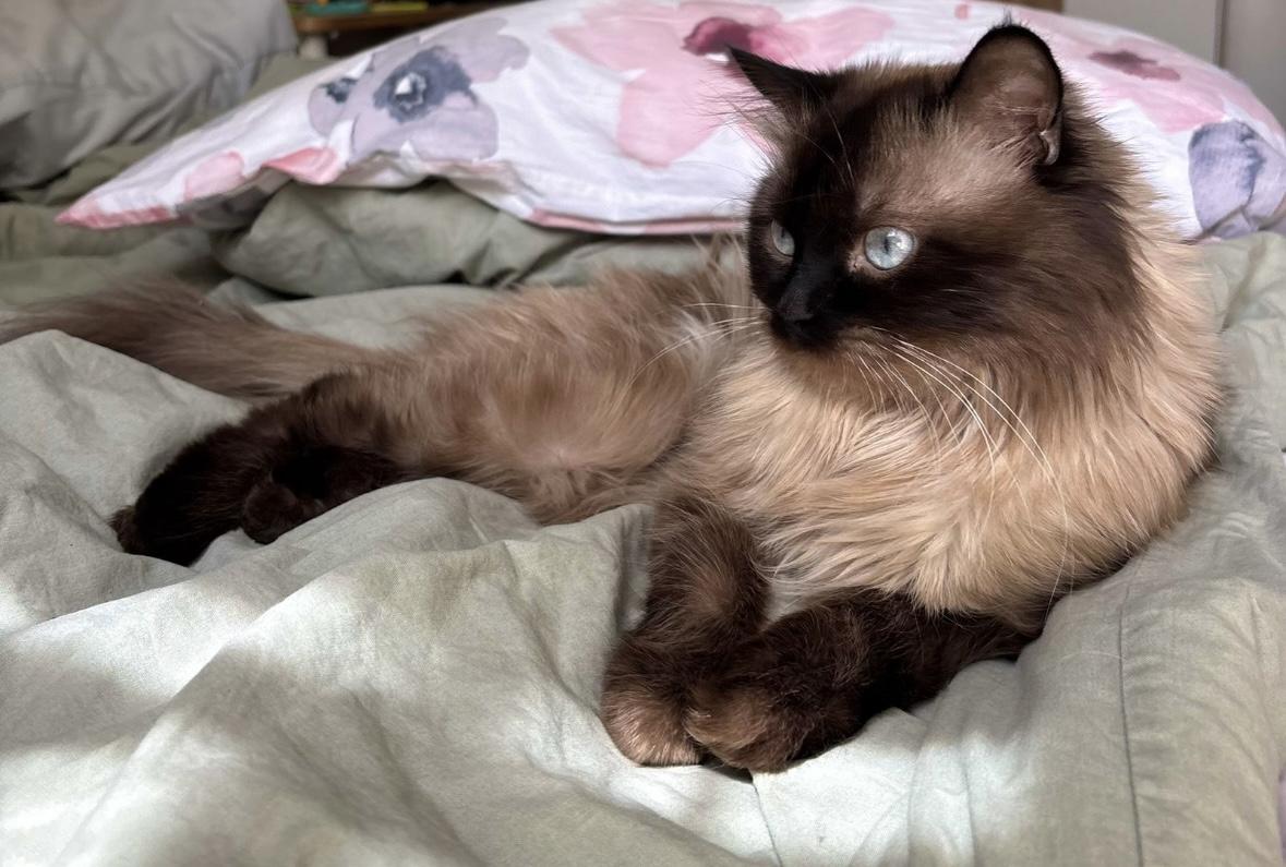 Luca - 2.5-3Y - good with other cats, an adoptable Himalayan in North York, ON, M6A 2G4 | Photo Image 3