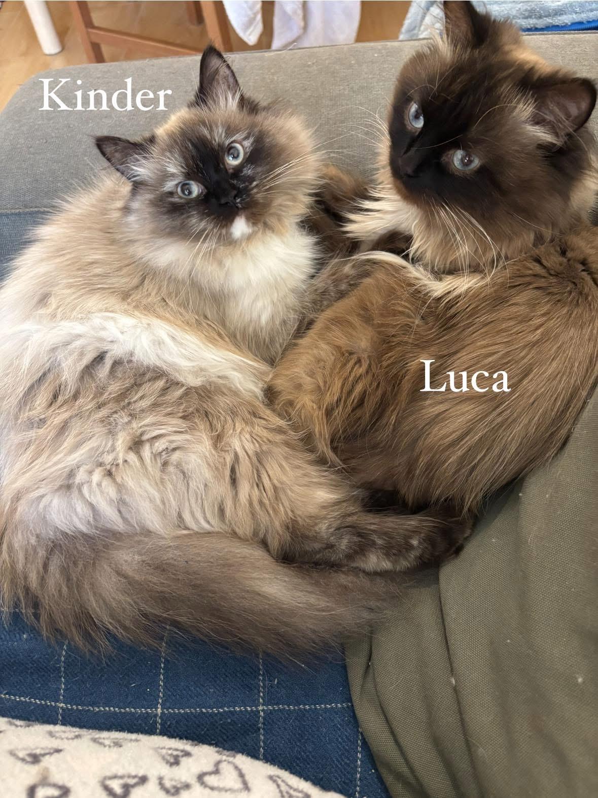 Luca - 2.5-3Y - good with other cats, an adoptable Himalayan in North York, ON, M6A 2G4 | Photo Image 4