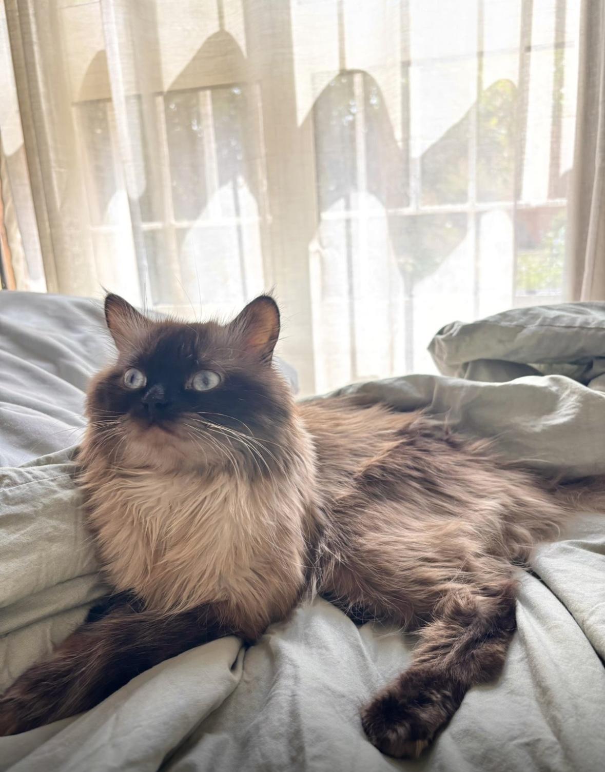 Luca - 2.5-3Y - good with other cats, an adoptable Himalayan in North York, ON, M6A 2G4 | Photo Image 2