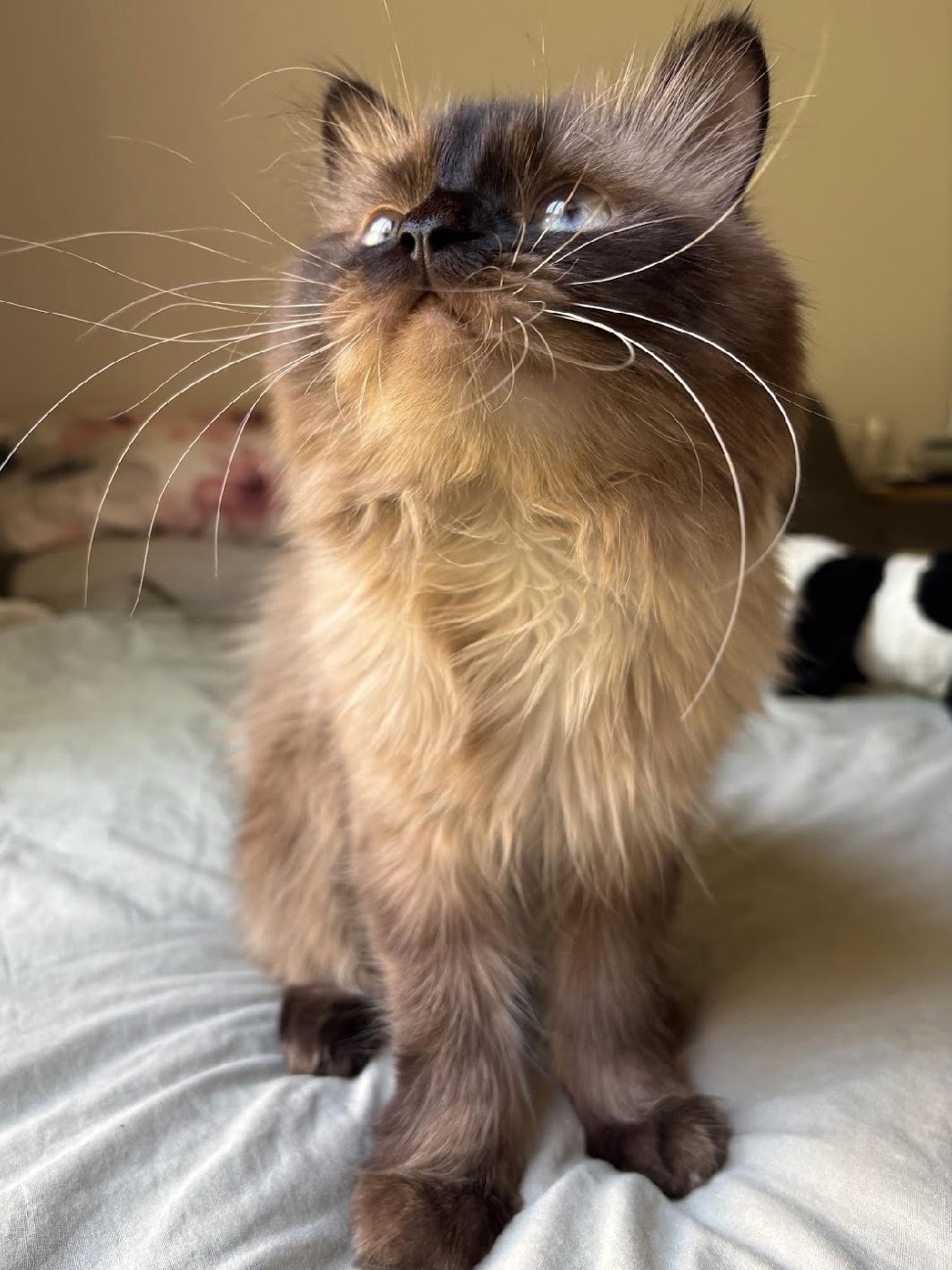 Luca - 2.5-3Y - good with other cats