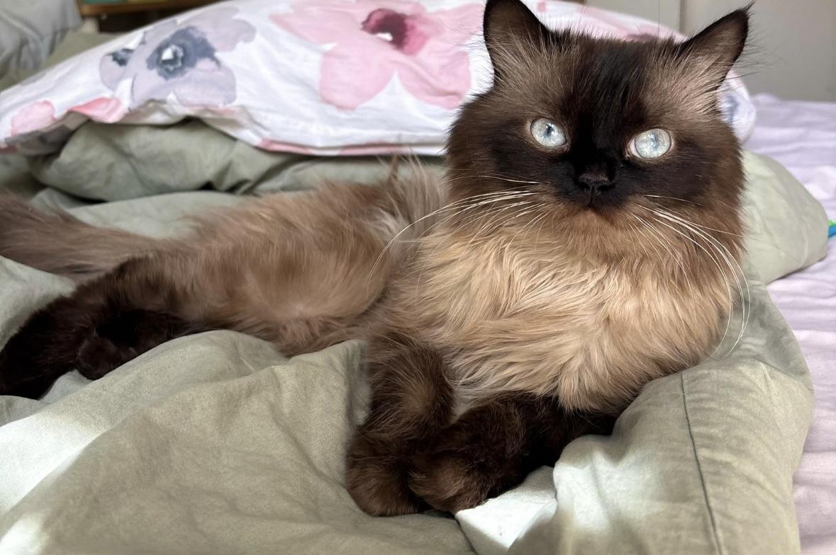 Luca - 2.5-3Y - good with other cats, an adoptable Himalayan in North York, ON, M6A 2G4 | Photo Image 1