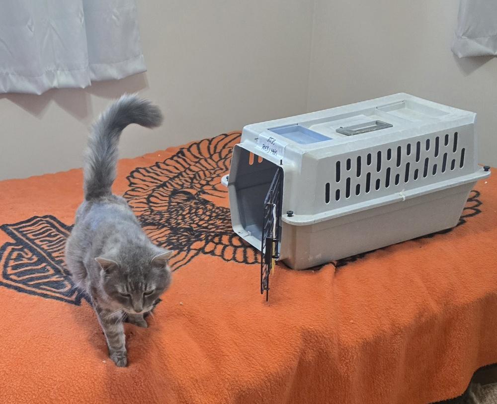 JOSE, Adoptable, Adult Male Domestic Long Hair.