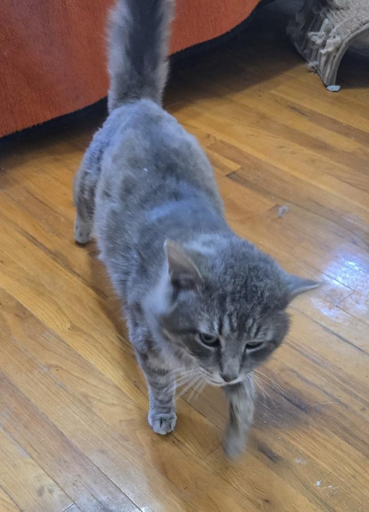 Enlarge JOSE, a Adoptable Domestic Long Hair in Broomfield, CO image 2/3