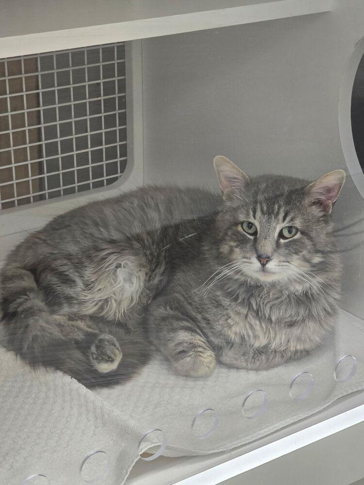 Enlarge JOSE, a Adoptable Domestic Long Hair in Broomfield, CO image 3/3