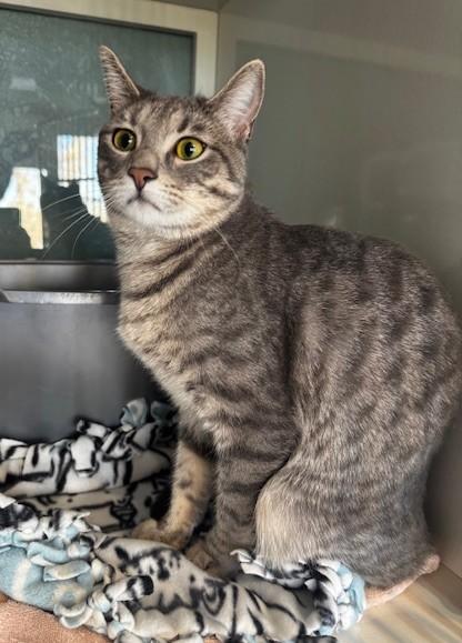 Gracie, a ADOPTABLE Domestic Short Hair in Hutchinson, MN image 2/2