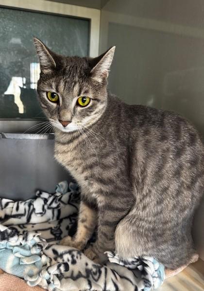 Gracie, ADOPTABLE, Adult Female Domestic Short Hair.