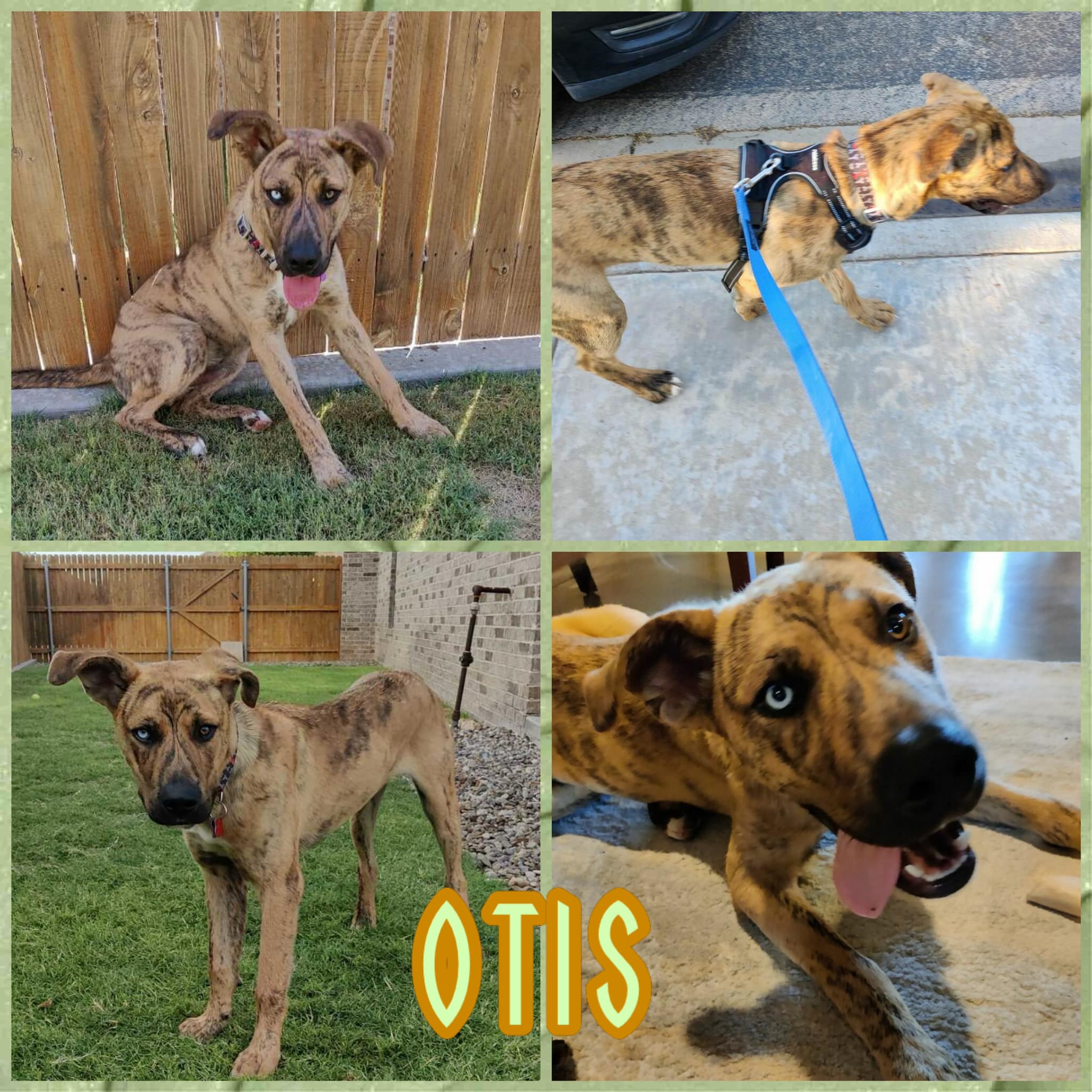 Otis, Young Male German Shepherd Dog