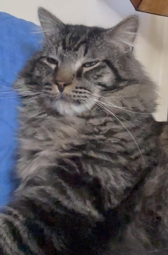 Sylvester, a Adoptable Domestic Medium Hair in Providence, RI image 2/6