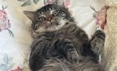 Sylvester, a Adoptable Domestic Medium Hair in Providence, RI image 3/6