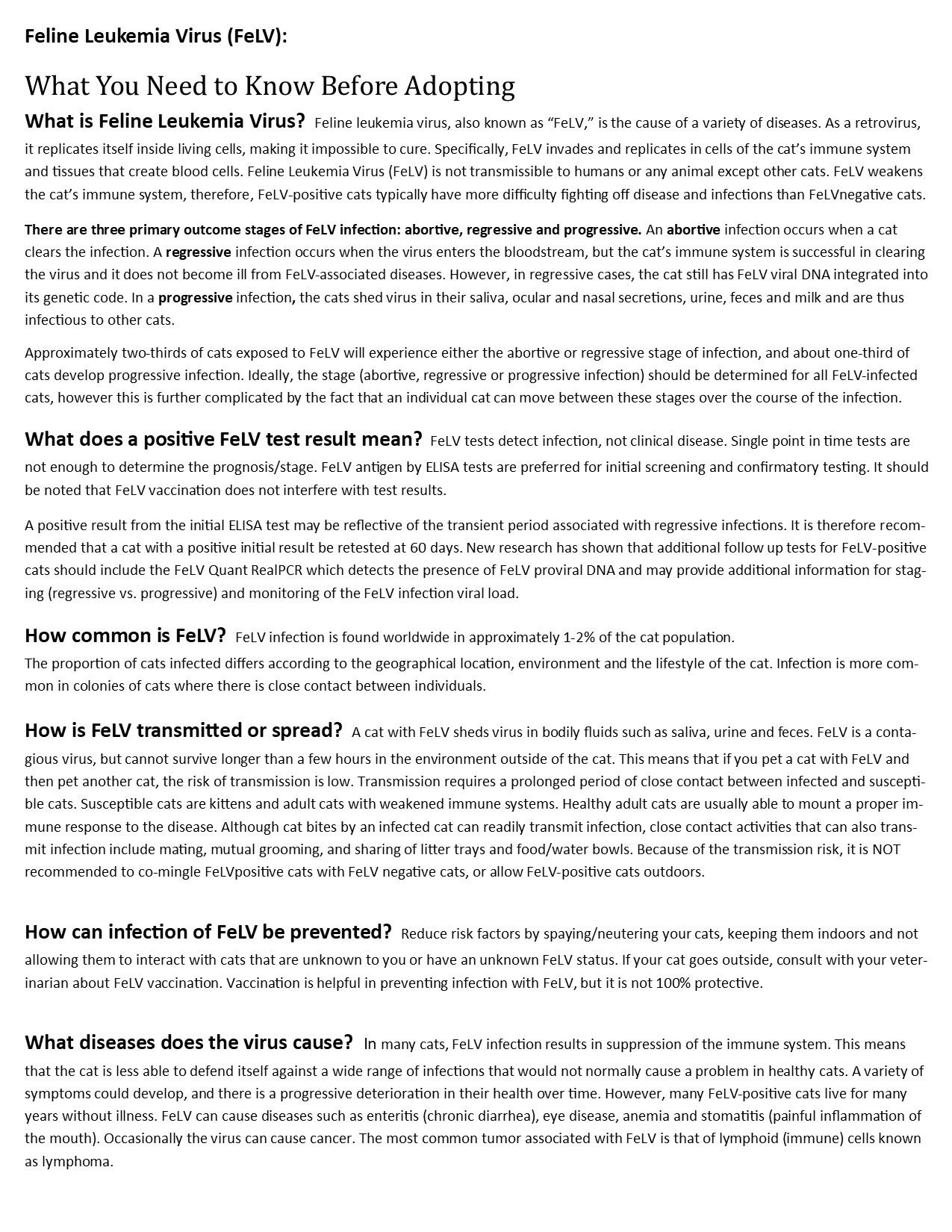 Sylvester, a Adoptable Domestic Medium Hair in Providence, RI image 4/6