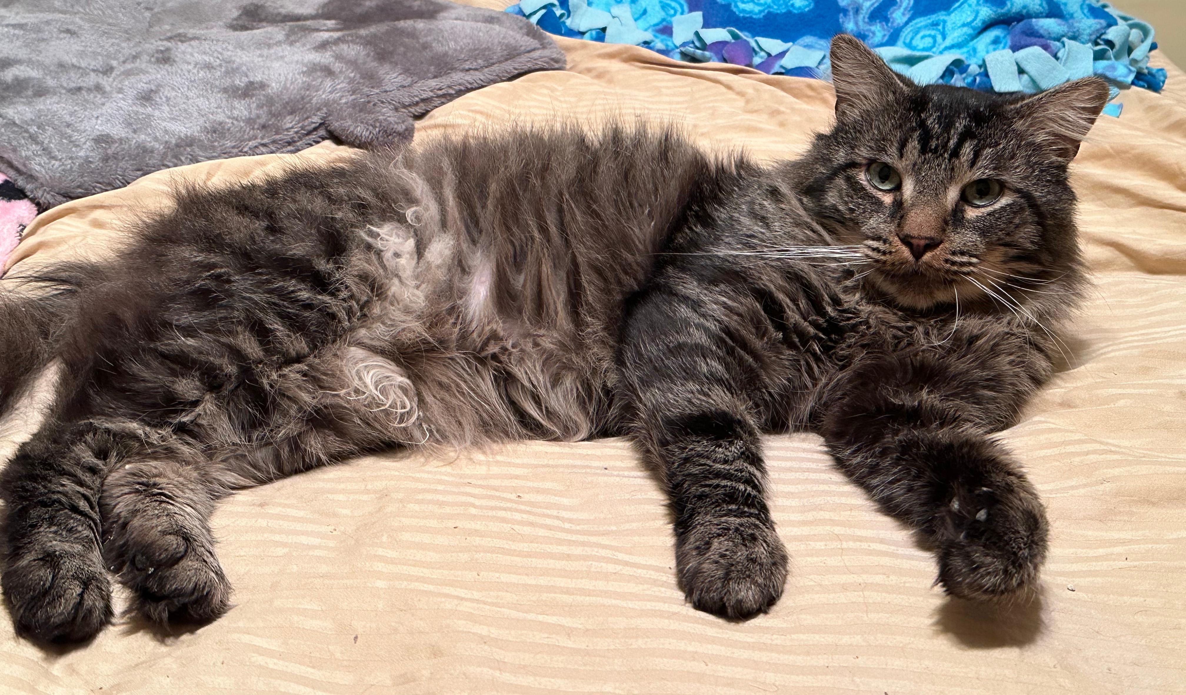 Sylvester, Adoptable, Adult Male Domestic Medium Hair.