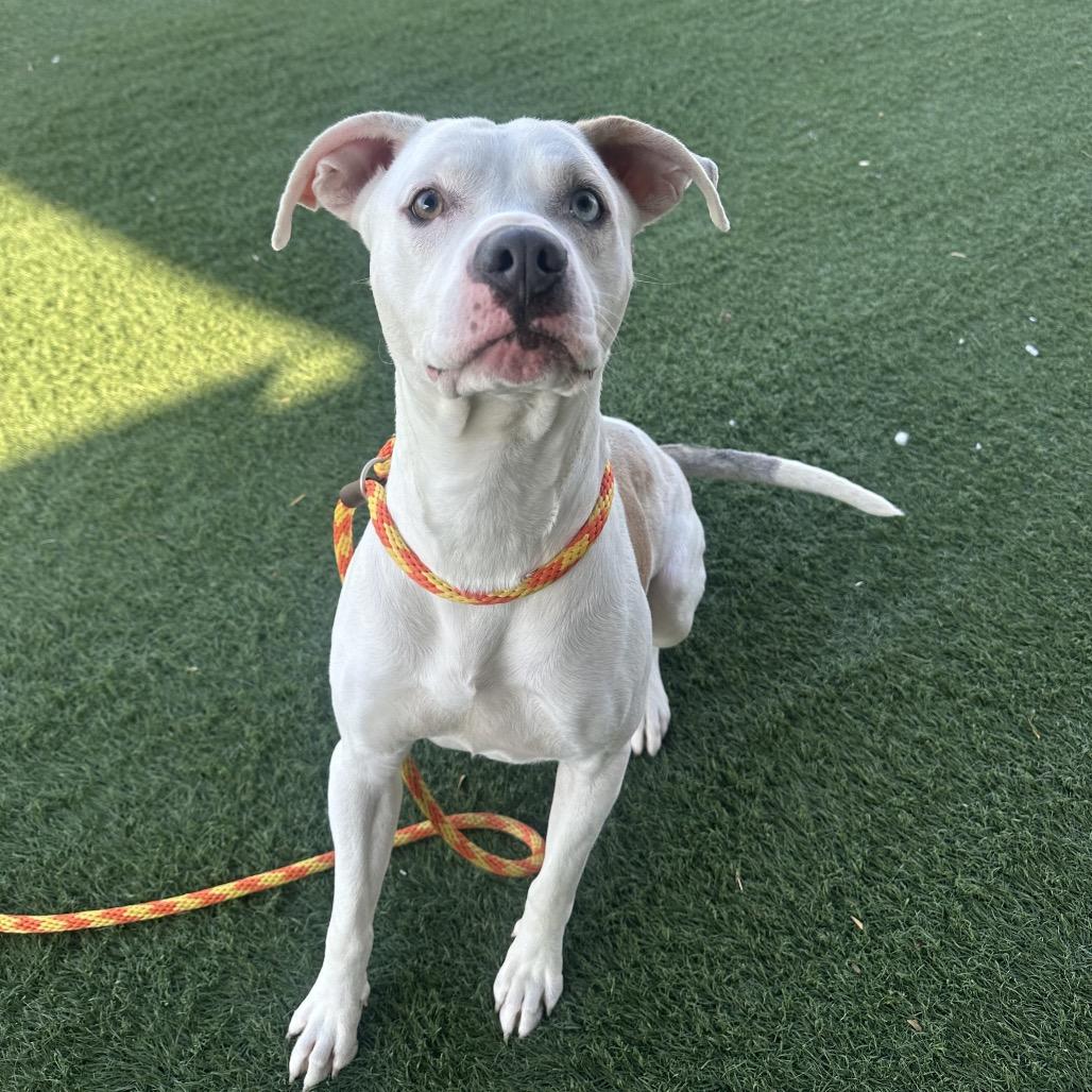 Mikey, a Adoptable mixed breed in St. Peters, MO image 3/6