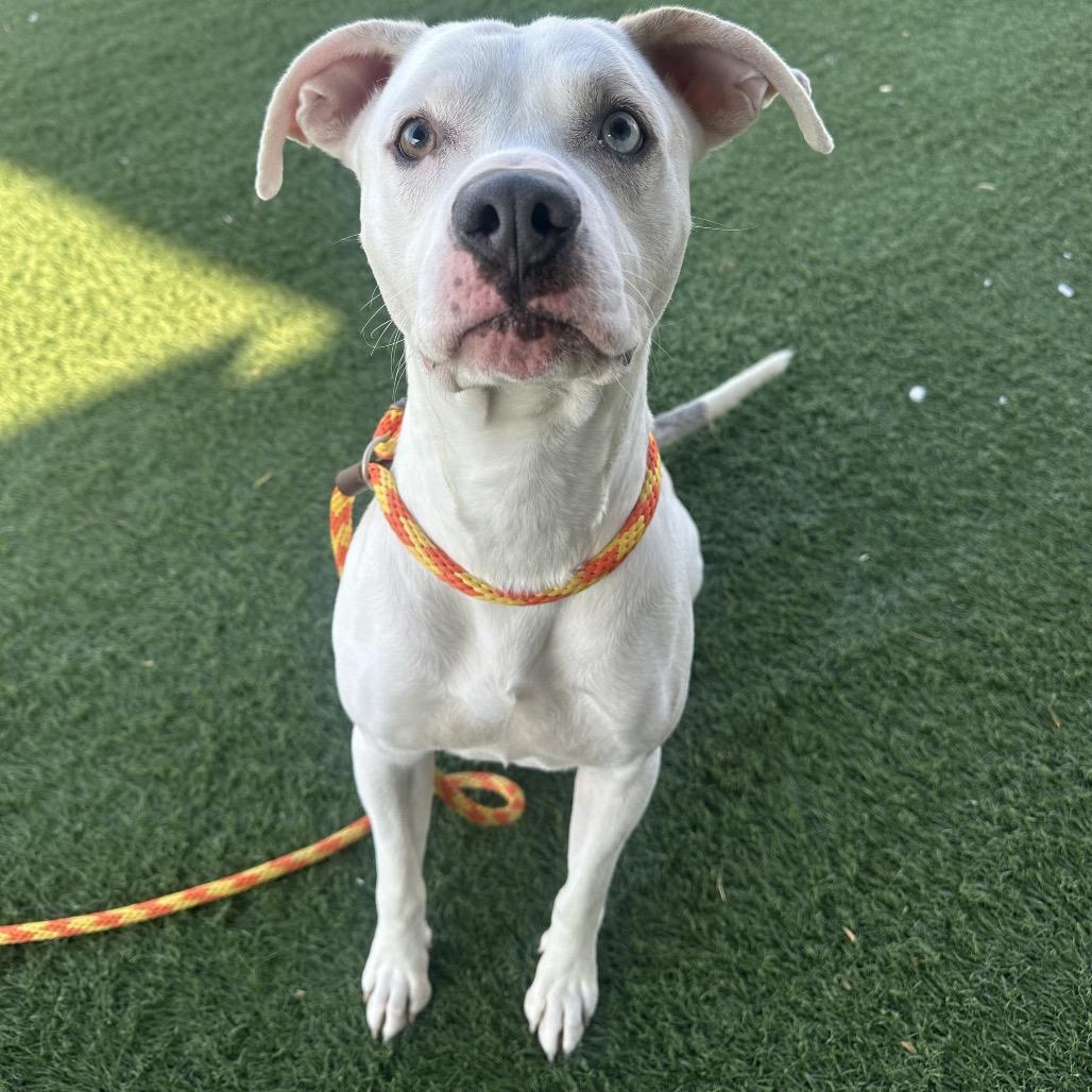 Mikey, a Adoptable mixed breed in St. Peters, MO image 4/6
