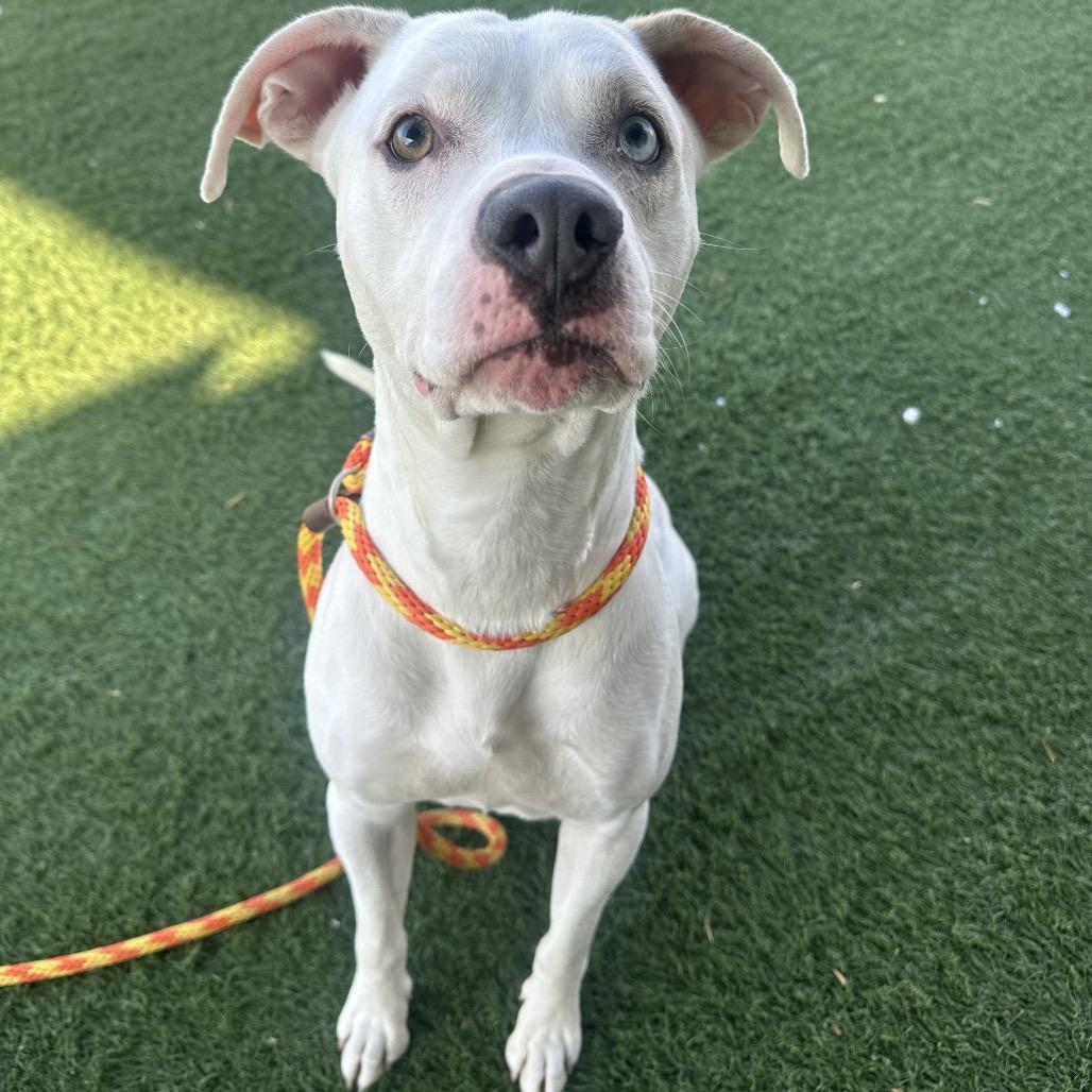 Mikey, a Adoptable mixed breed in St. Peters, MO image 6/6