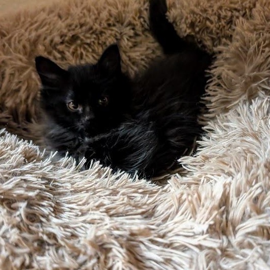 Rudolf, a Adoptable Domestic Long Hair in Midvale, UT image 2/3