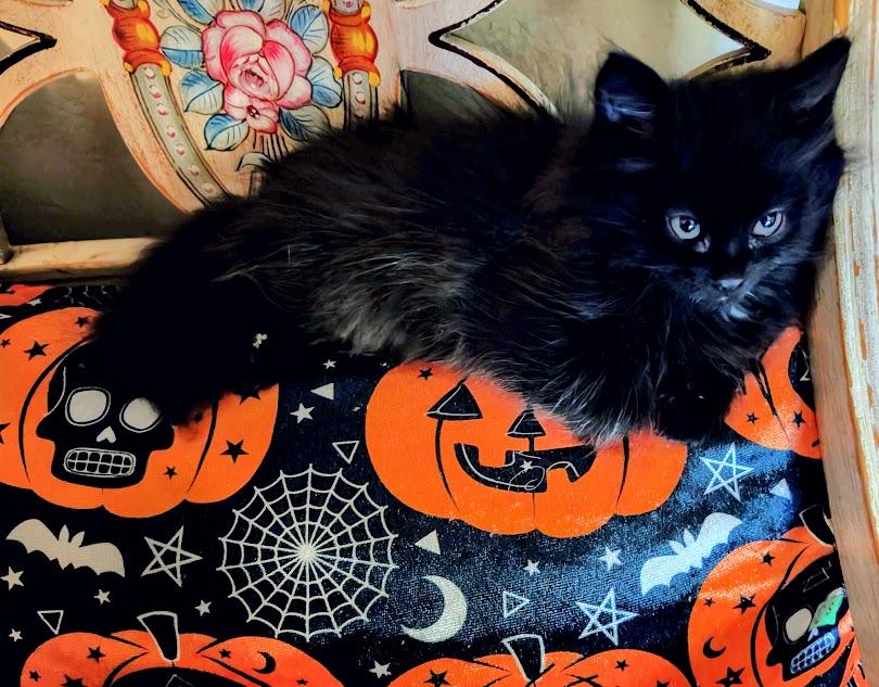 Rudolf, a Adoptable Domestic Long Hair in Midvale, UT image 3/3