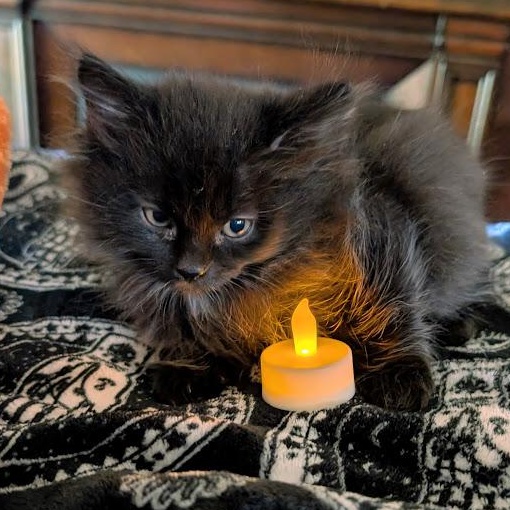 Rudolf, Adoptable, Kitten Male Domestic Long Hair.