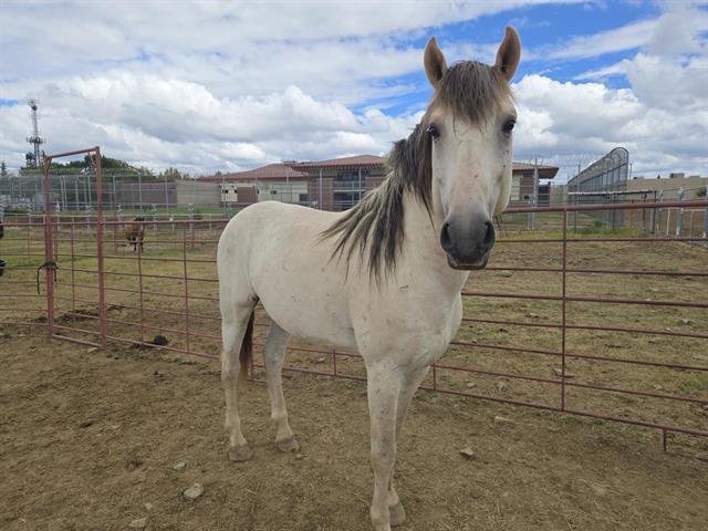 SURFER, Adoptable, Adult Male Grade.