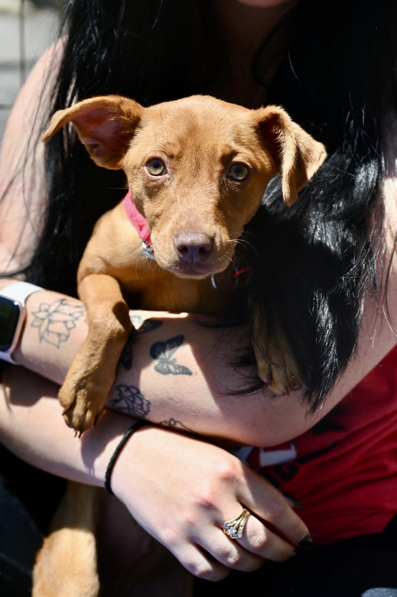 Lambchop Puppet *LOCAL*, Adoptable, Puppy Female Miniature Pinscher.