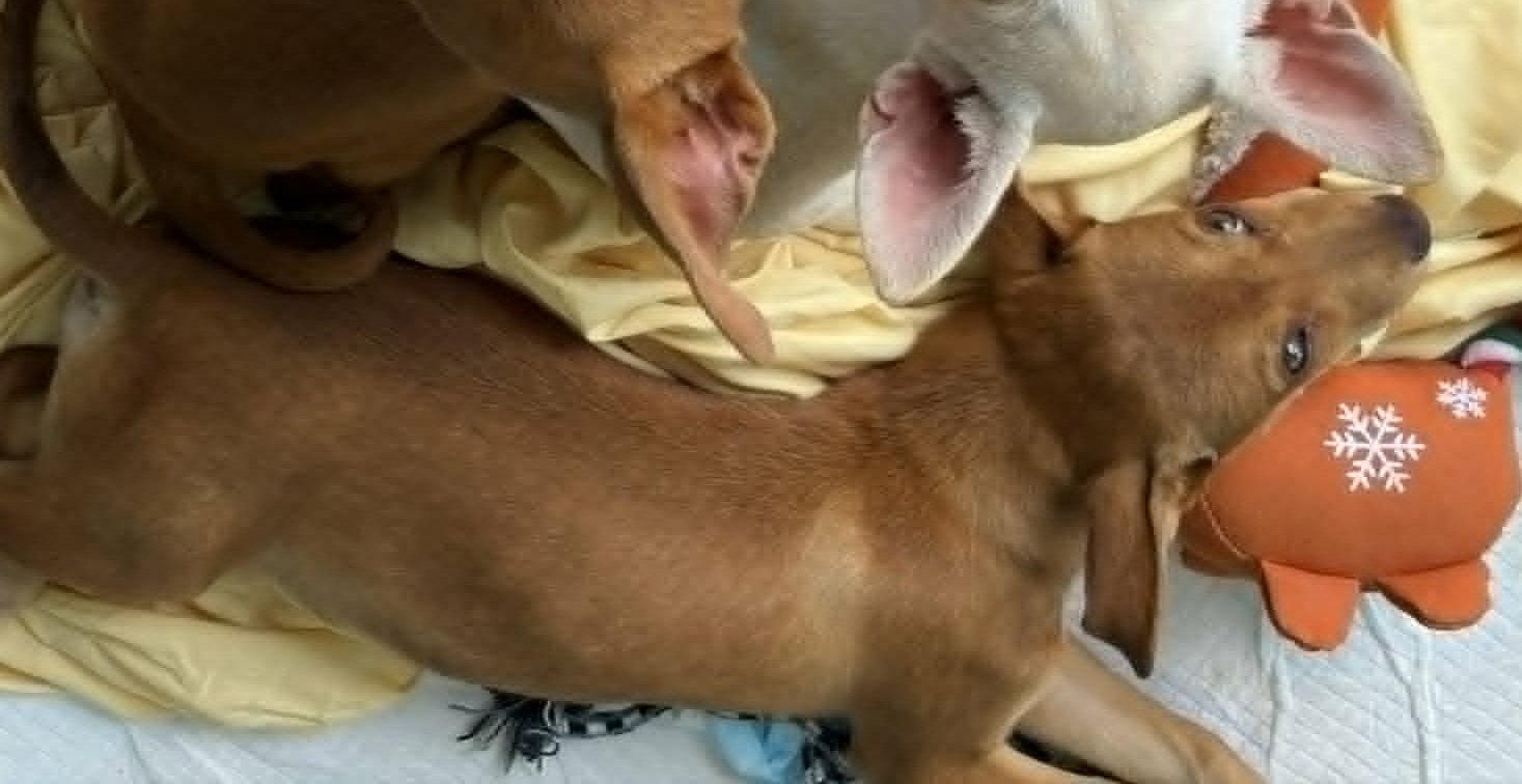 Enlarge Lambchop Puppet *LOCAL*, a Adoptable Miniature Pinscher in Wakefield, RI image 2/3