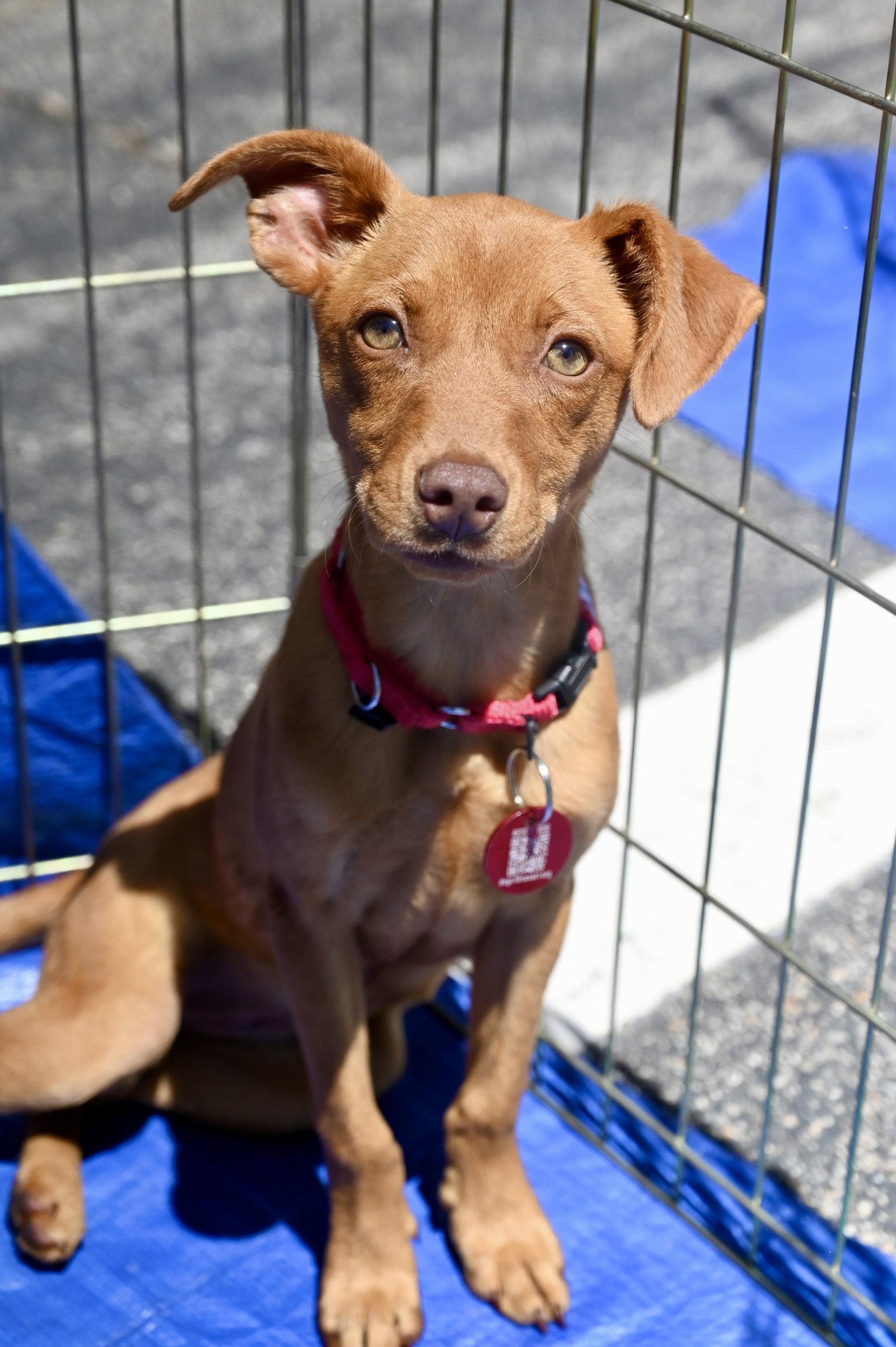 Enlarge Lambchop Puppet *LOCAL*, a Adoptable Miniature Pinscher in Wakefield, RI image 3/3