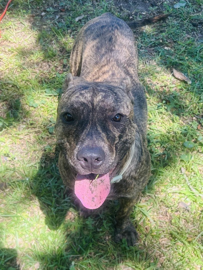 Lou-Pensacola, FL, a Adoptable Pit Bull Terrier in Pensacola, FL image 6/6