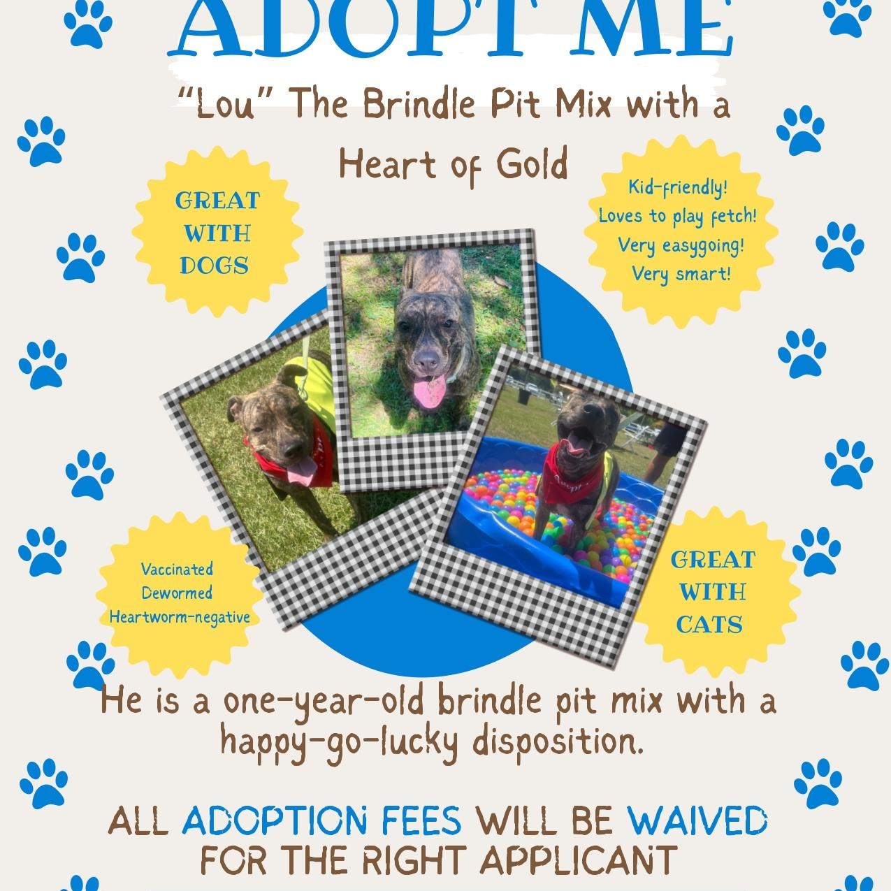 Lou-Pensacola, FL, a Adoptable Pit Bull Terrier in Pensacola, FL image 1/6