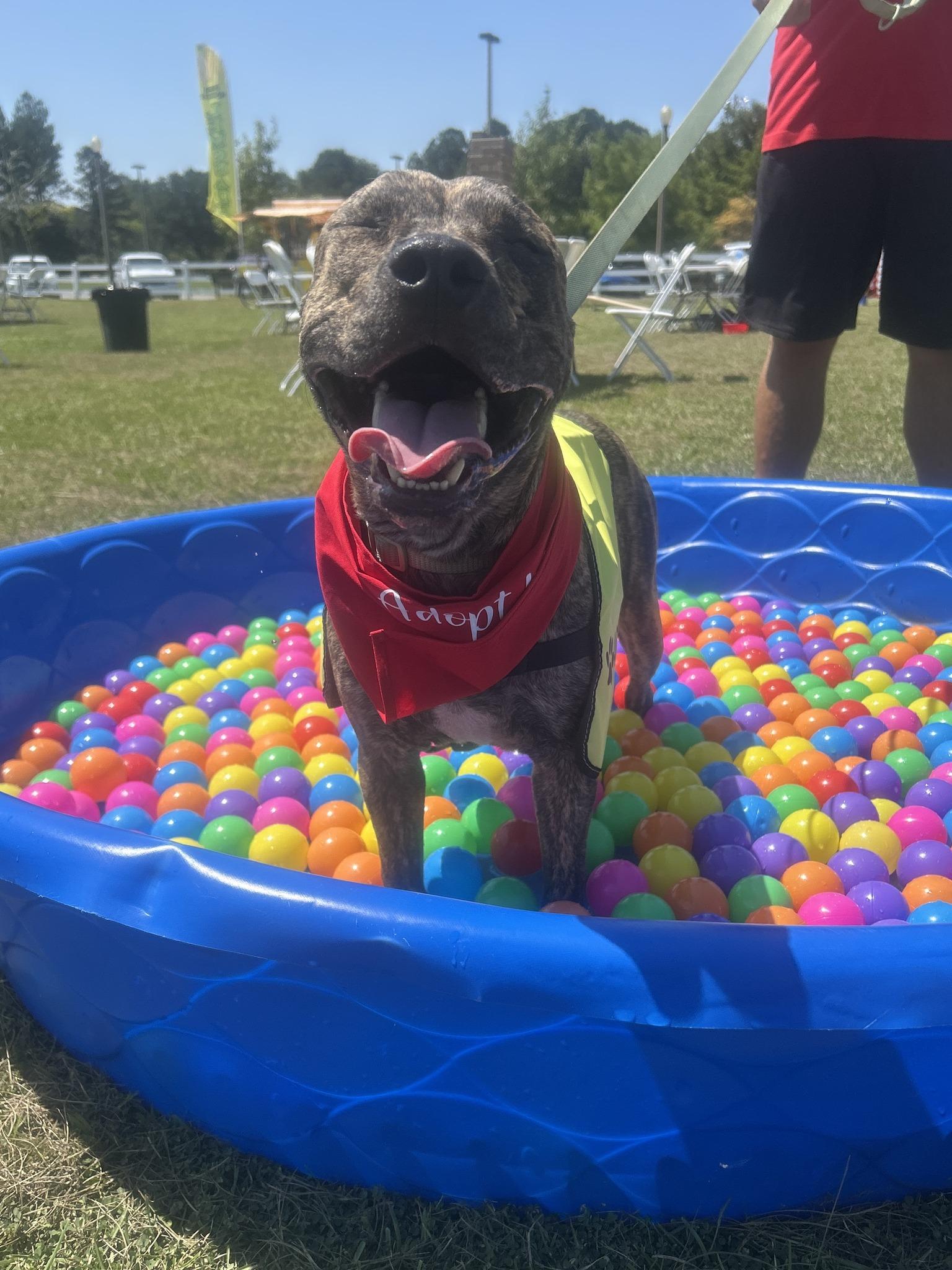 Lou-Pensacola, FL, a Adoptable Pit Bull Terrier in Pensacola, FL image 4/6
