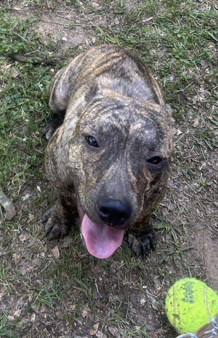 Lou-Pensacola, FL, a Adoptable Pit Bull Terrier in Pensacola, FL image 5/6