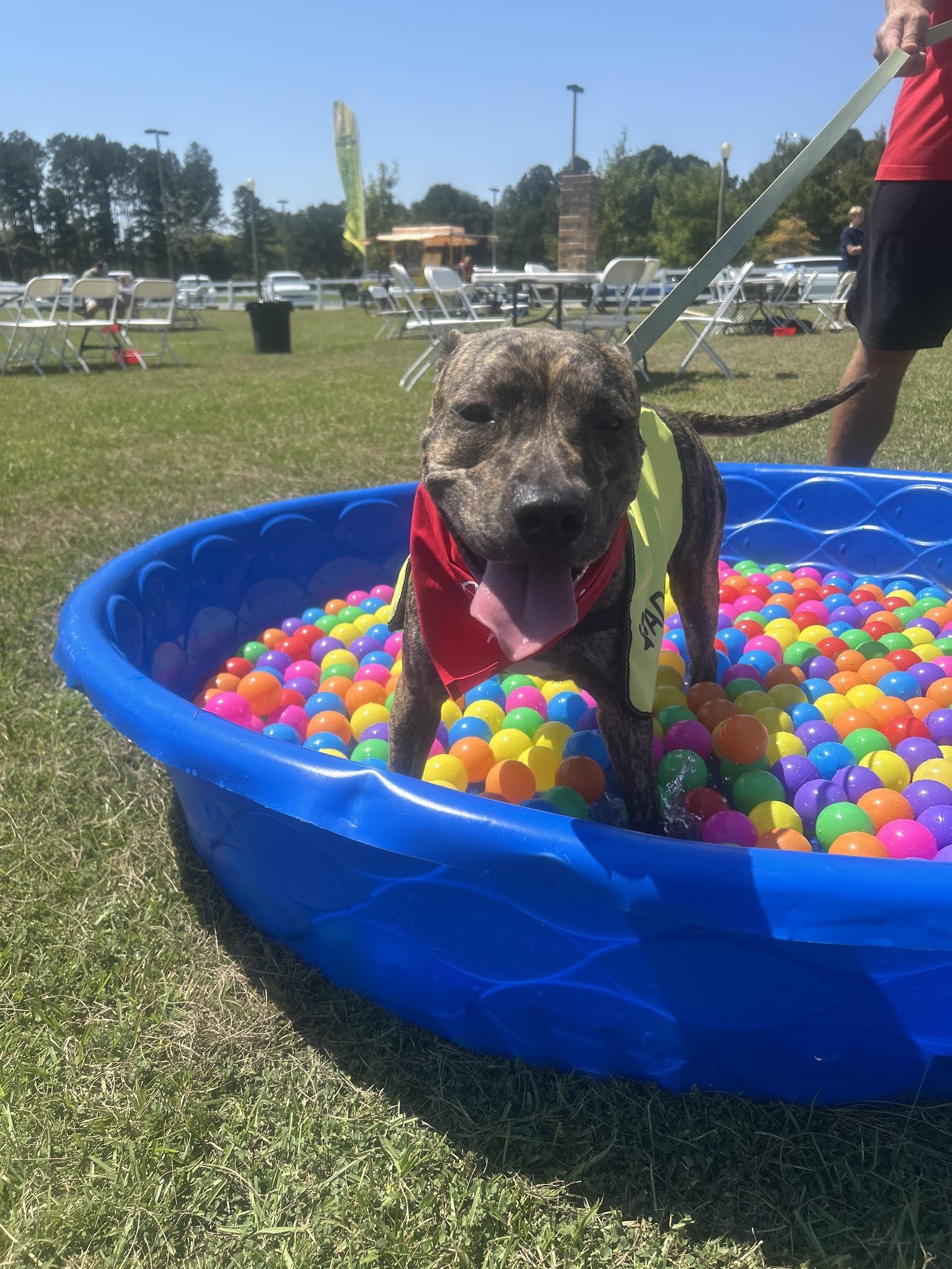 Lou-Pensacola, FL, Adoptable, Puppy Male Pit Bull Terrier.