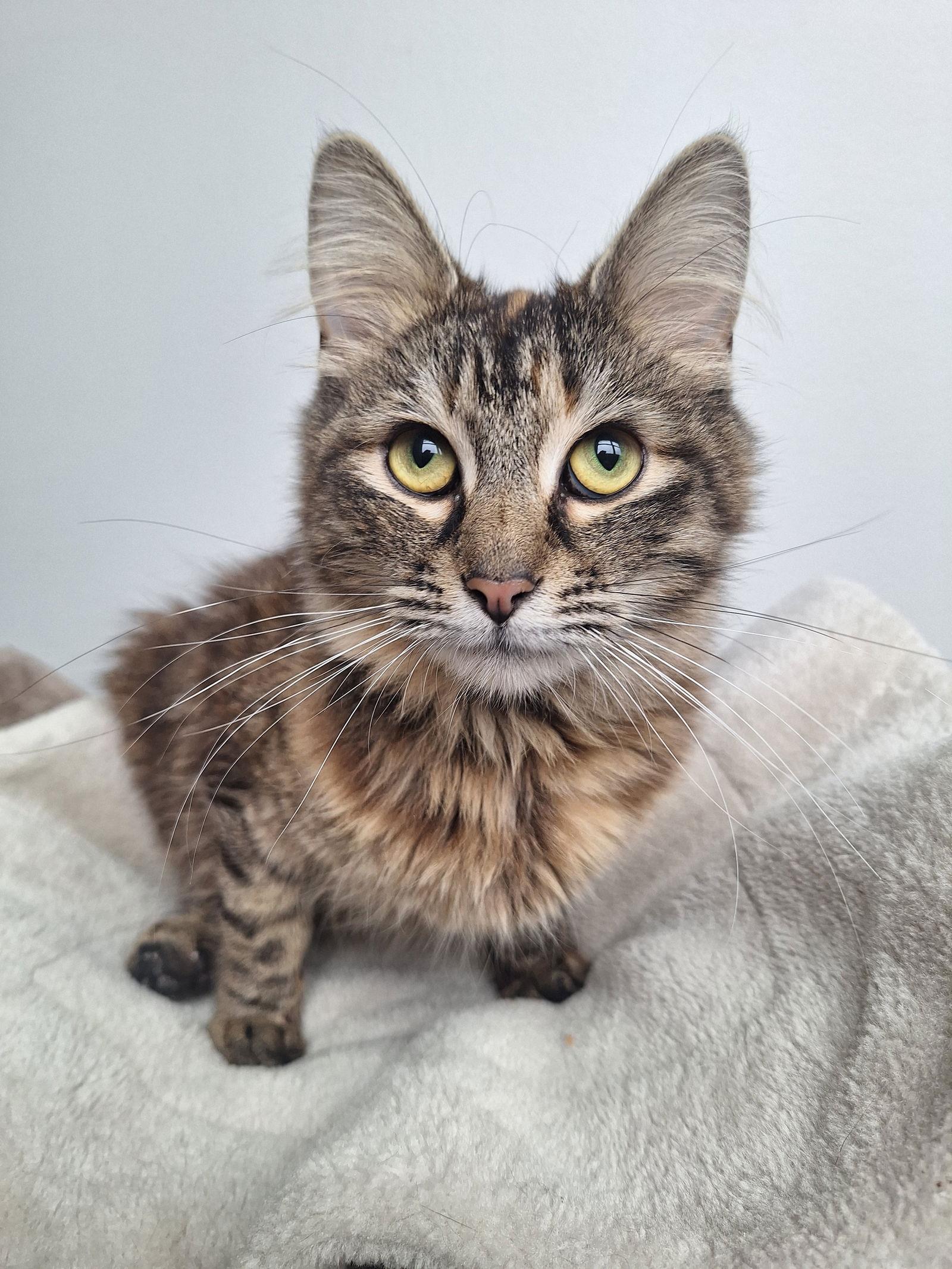 Ivy Wiggles, Adopted, Young Female Domestic Long Hair.