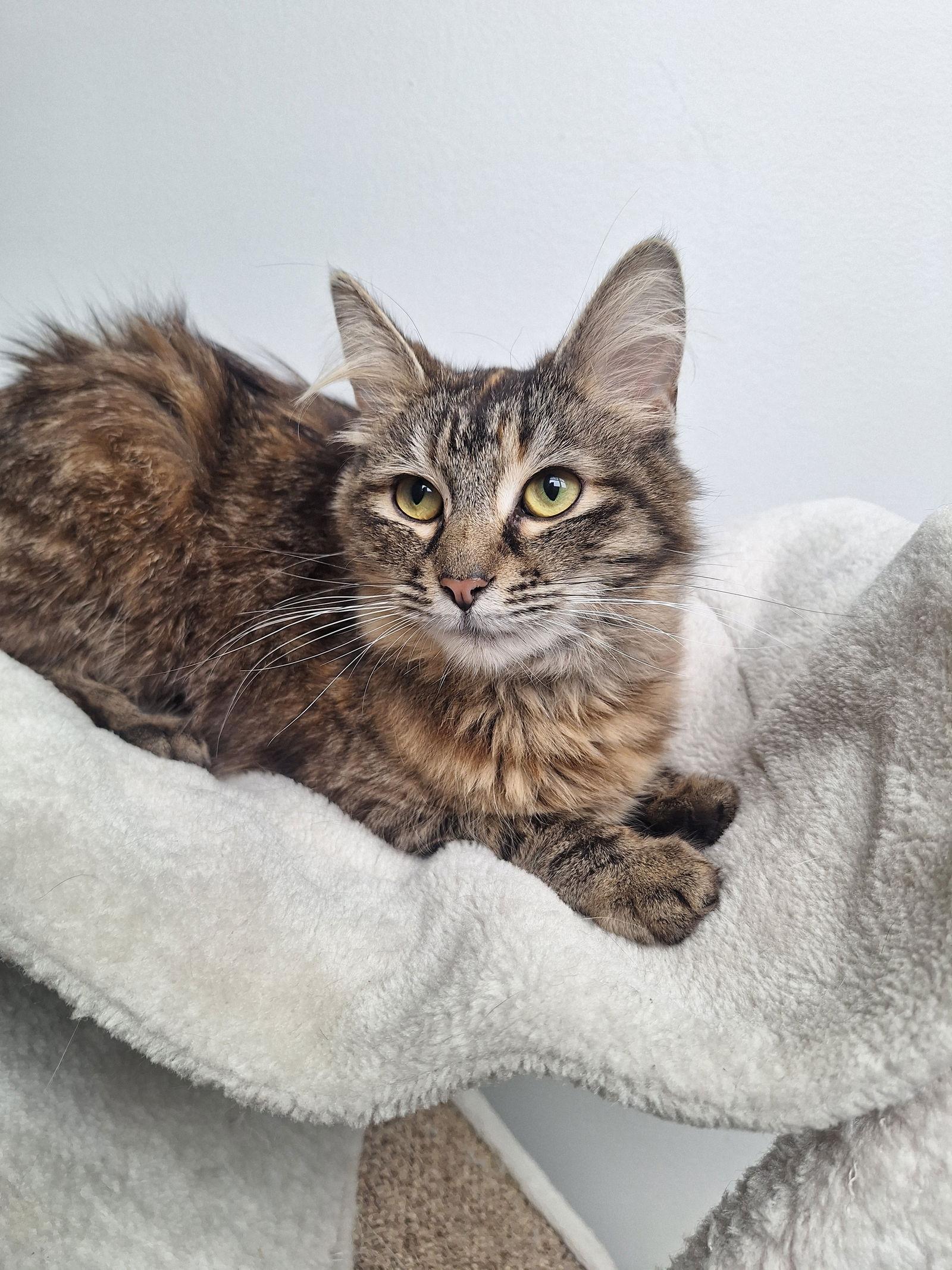 Enlarge Ivy Wiggles, a Adopted Domestic Long Hair in Chicago, IL image 2/3